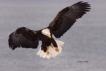 Alaska;Animals-in-the-Wild;Bald-Eagle;Birds-of-Prey;Eagle;Haliaeetus-leucocephal